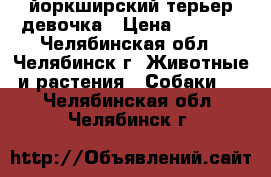 йоркширский терьер девочка › Цена ­ 4 000 - Челябинская обл., Челябинск г. Животные и растения » Собаки   . Челябинская обл.,Челябинск г.